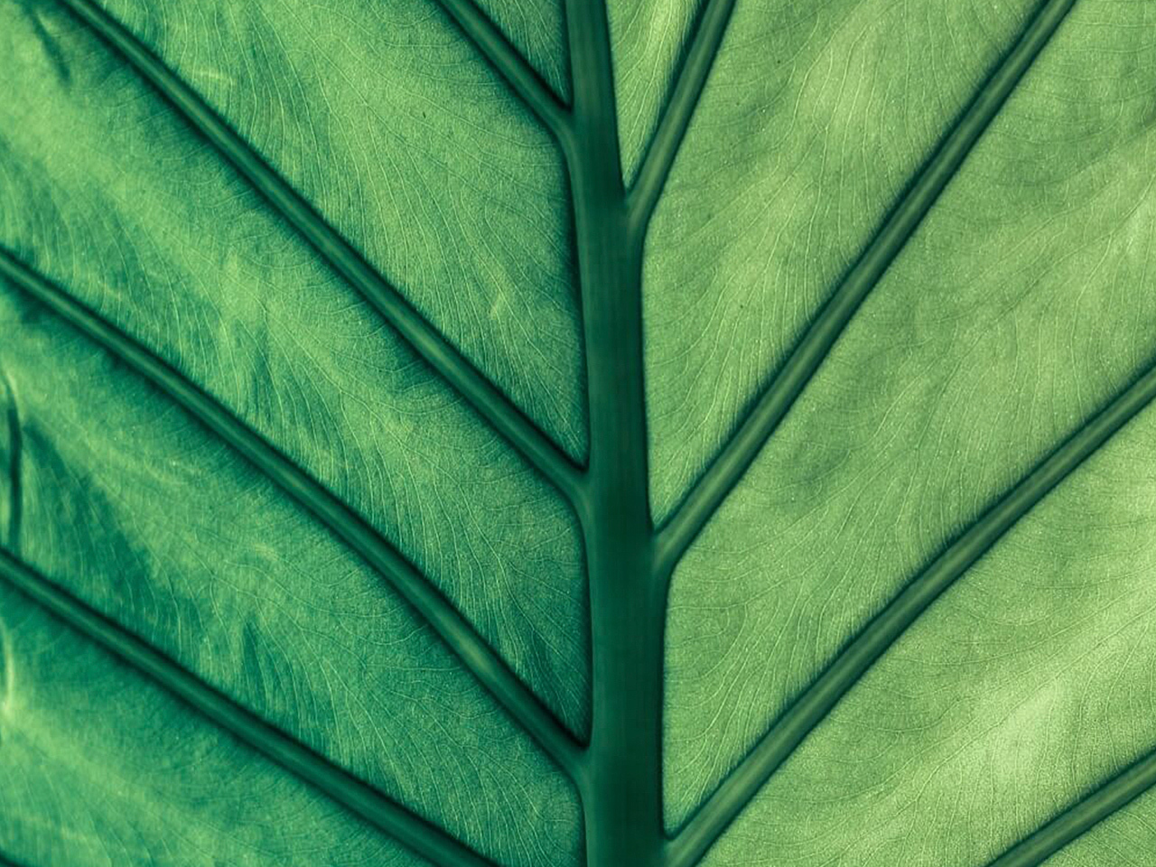 Leaf close up